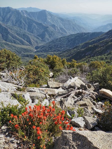 Sequoia NP